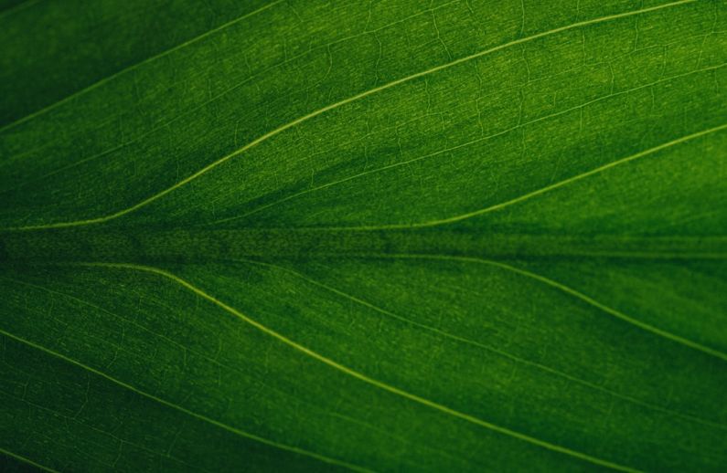 Green Energy - a close up view of a green leaf
